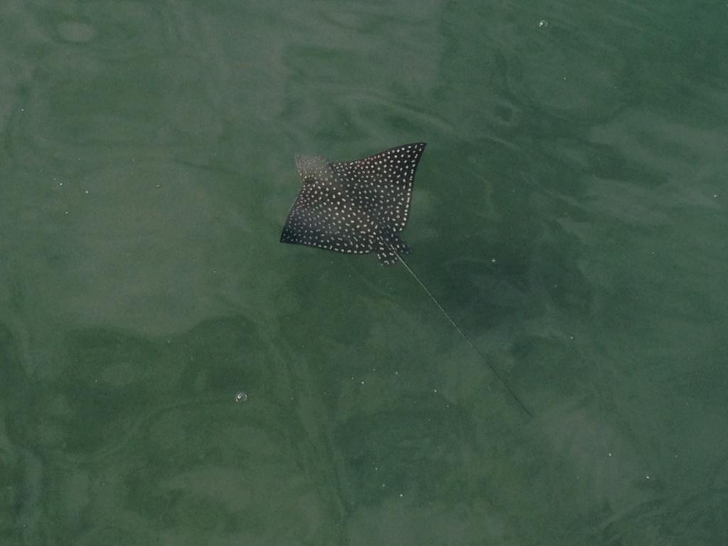 Fish Hook Marina Hotel Golfito Bagian luar foto